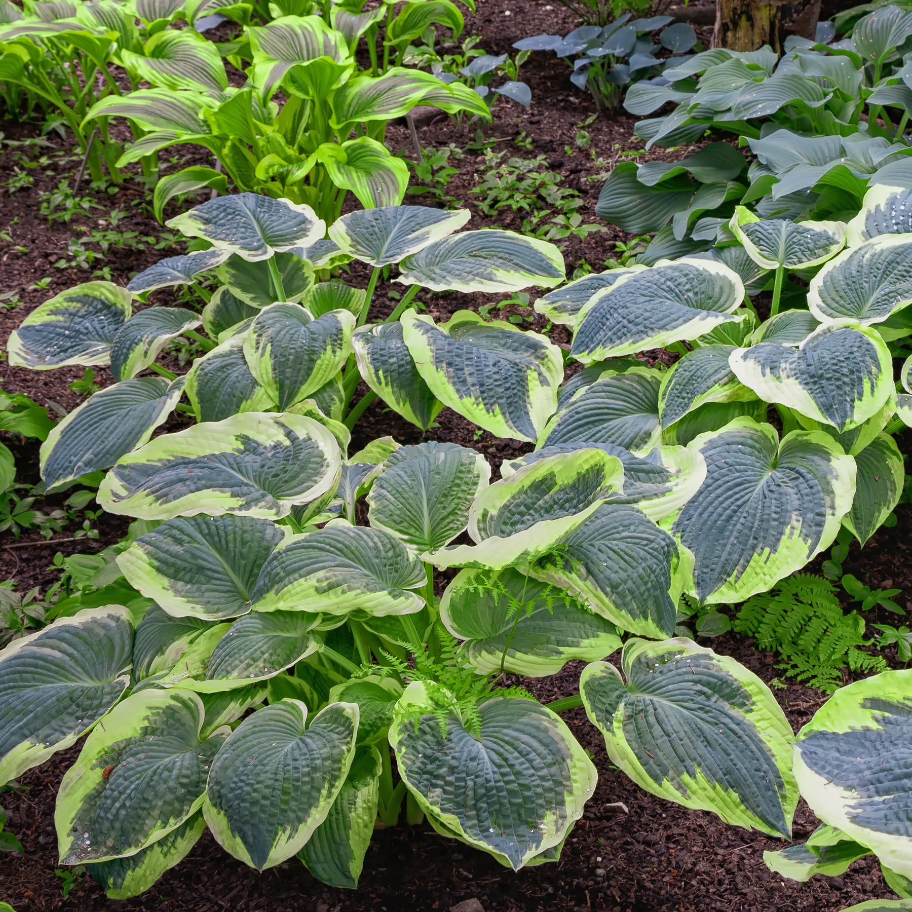 Hosta Sugar Daddy - Willemse