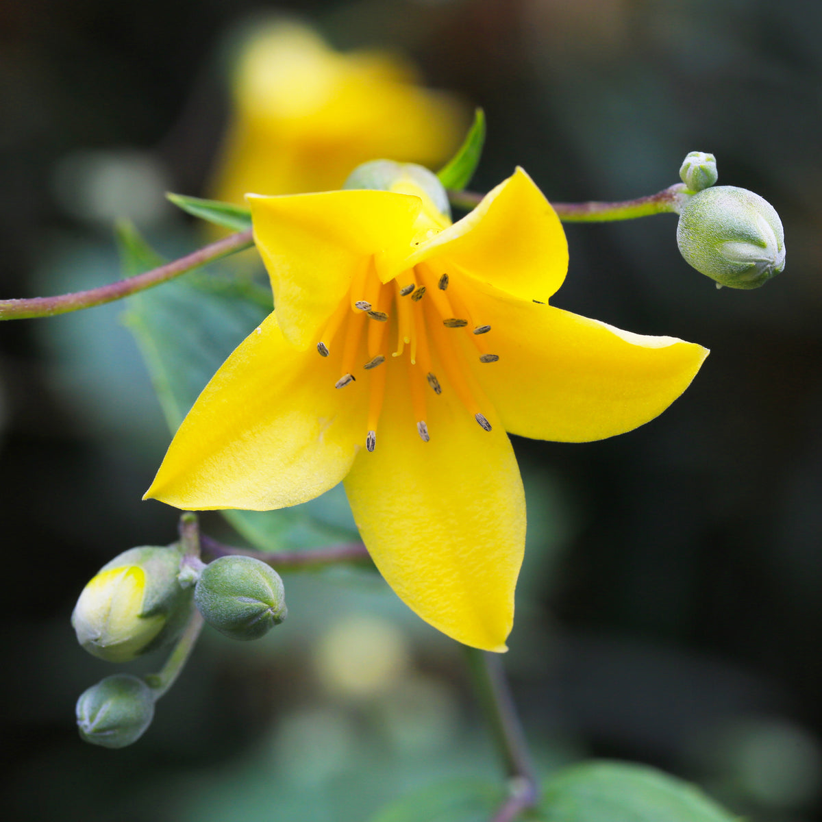 Kirengeshoma palmata - Fleur de cire - Un jardin en sous-bois old