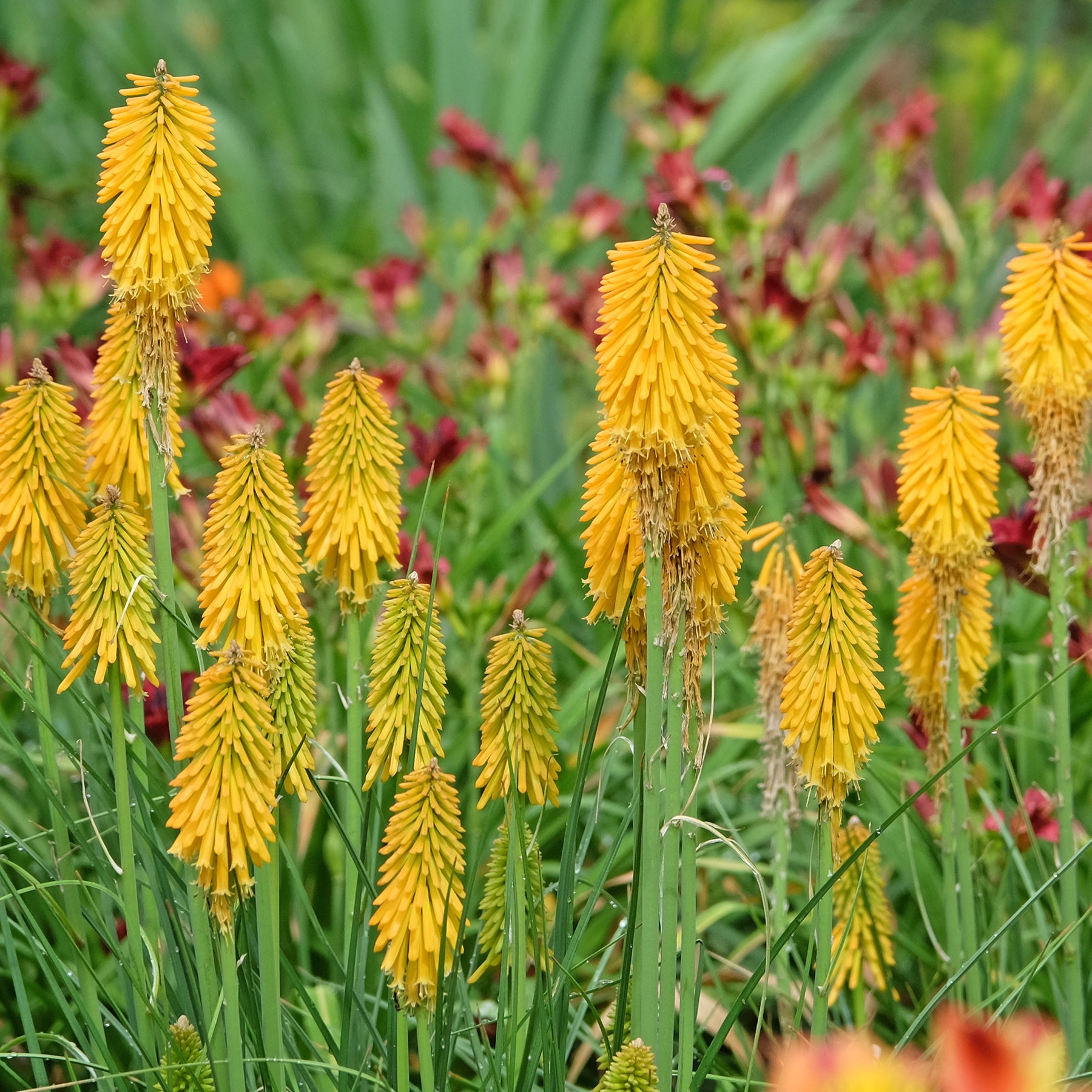 Tritoma Mango Popsicle - Kniphofia mango popsicle ( popsicle series ) - Willemse