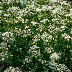 Plantes vivaces aromatiques - Cumin des prés Carvi - Carum carvi