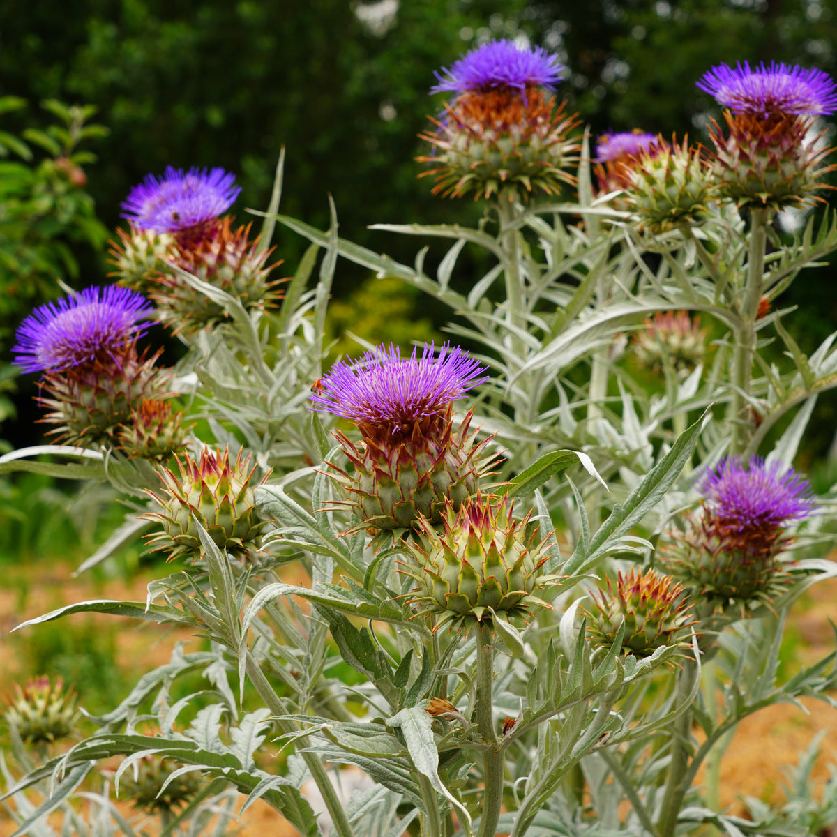 Artichaut - Cynara scolymus - Willemse