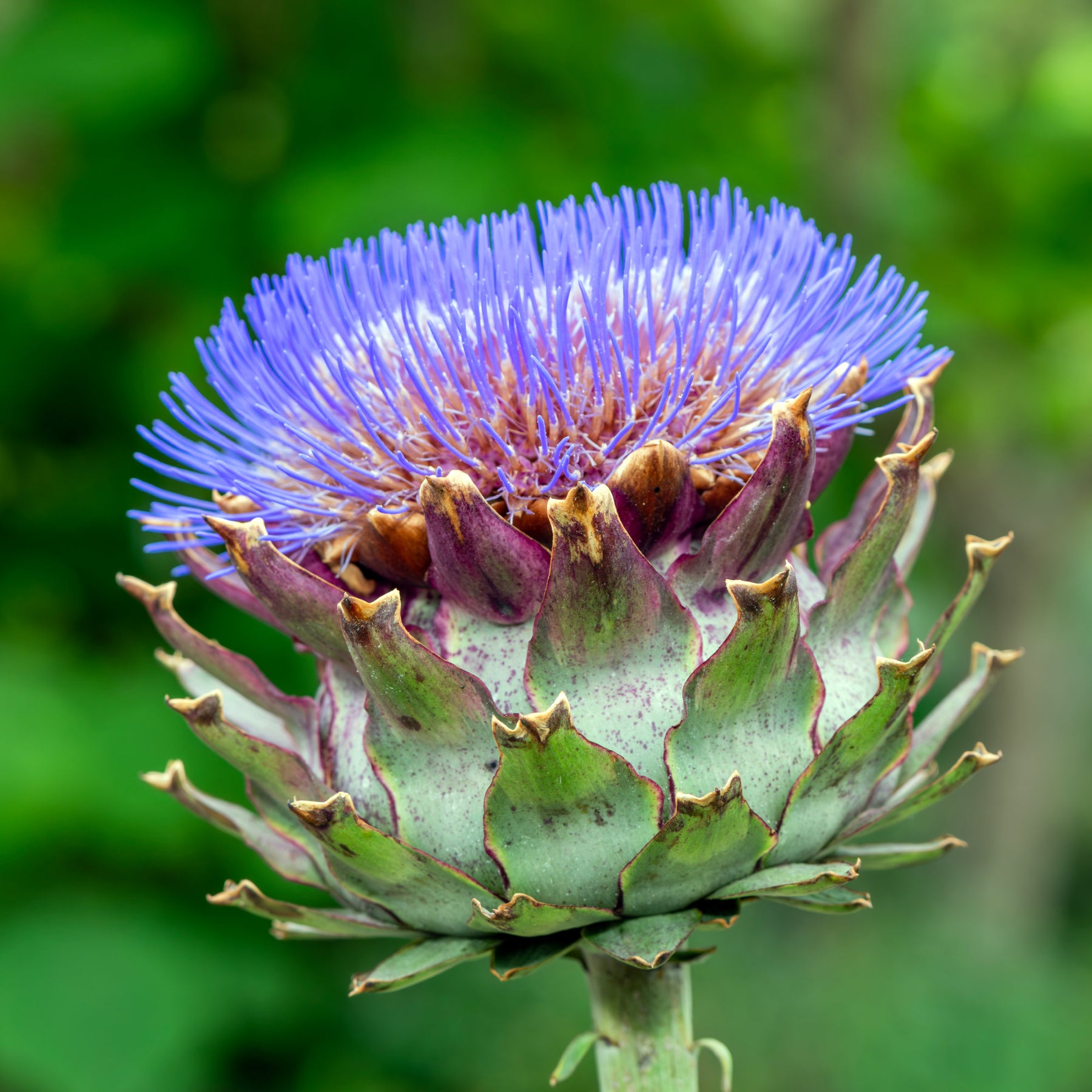 Cynara scolymus - Artichaut - Autres plants potagers