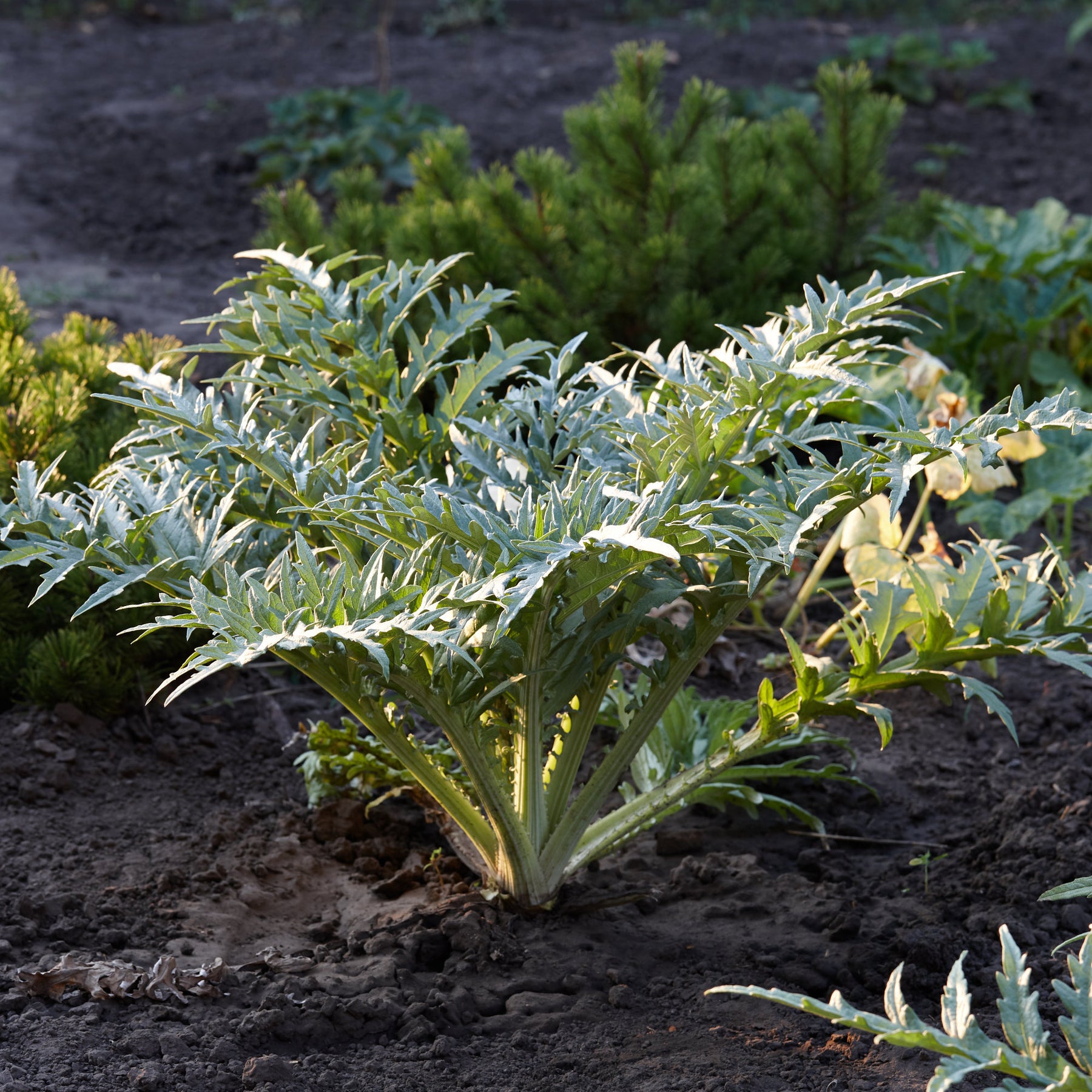 Autres plants potagers - Artichaut - Cynara scolymus
