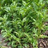 Verveine officinale - Willemse