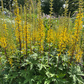 Ligulaire przewalskii - Ligularia przewalskii - Willemse