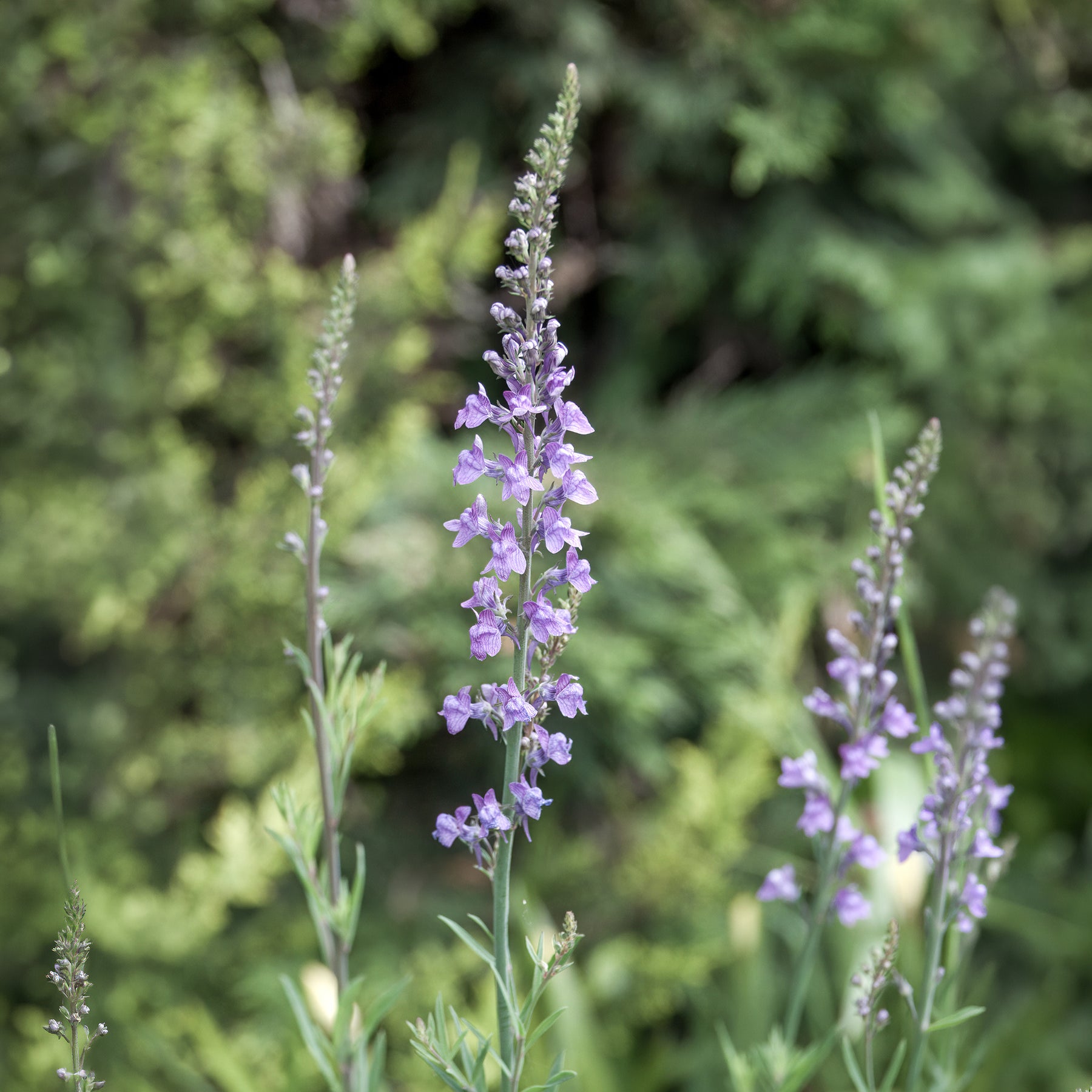 Linaria purpurea - Linaire pourpre - Linaire
