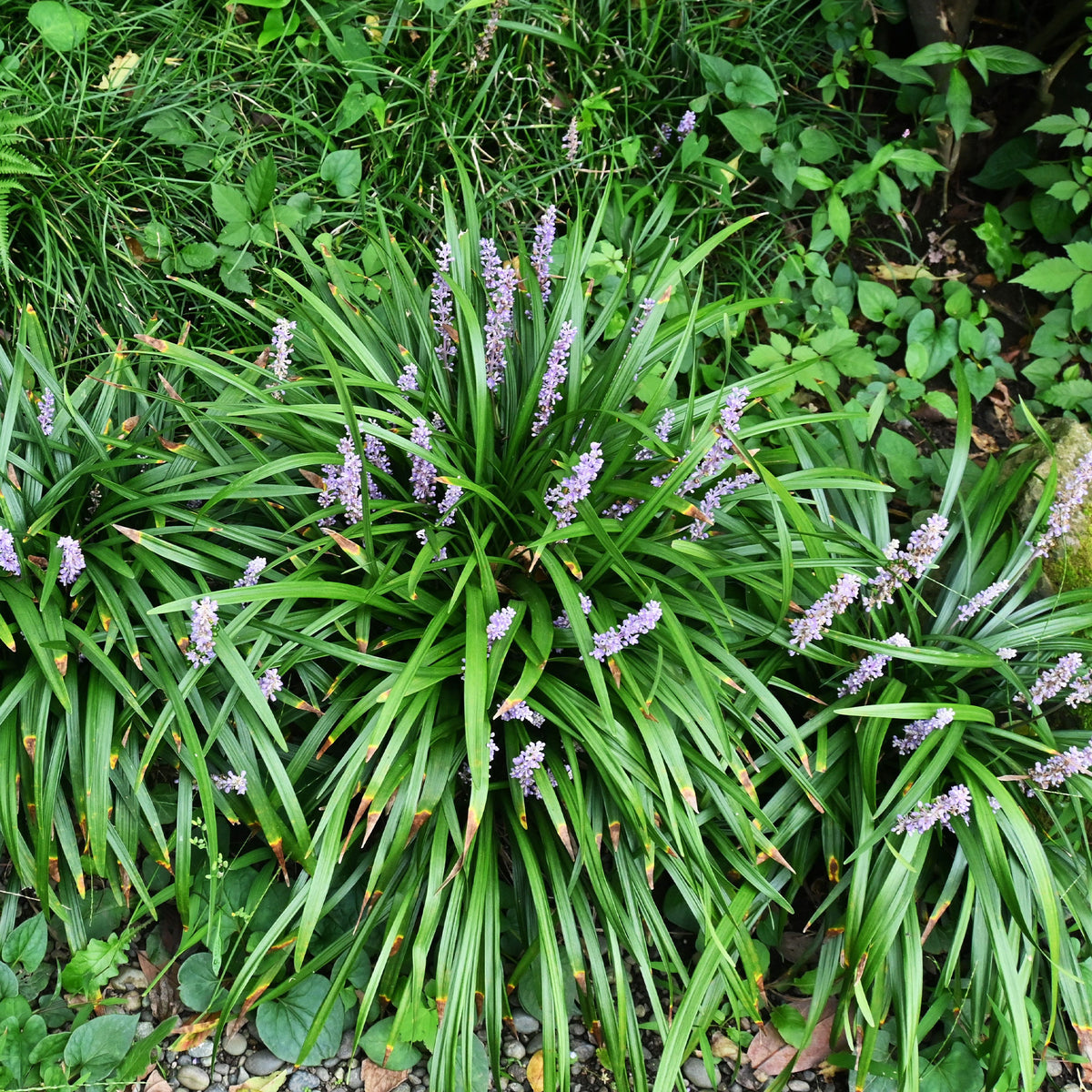 Liriope muscari Big Blue - Willemse