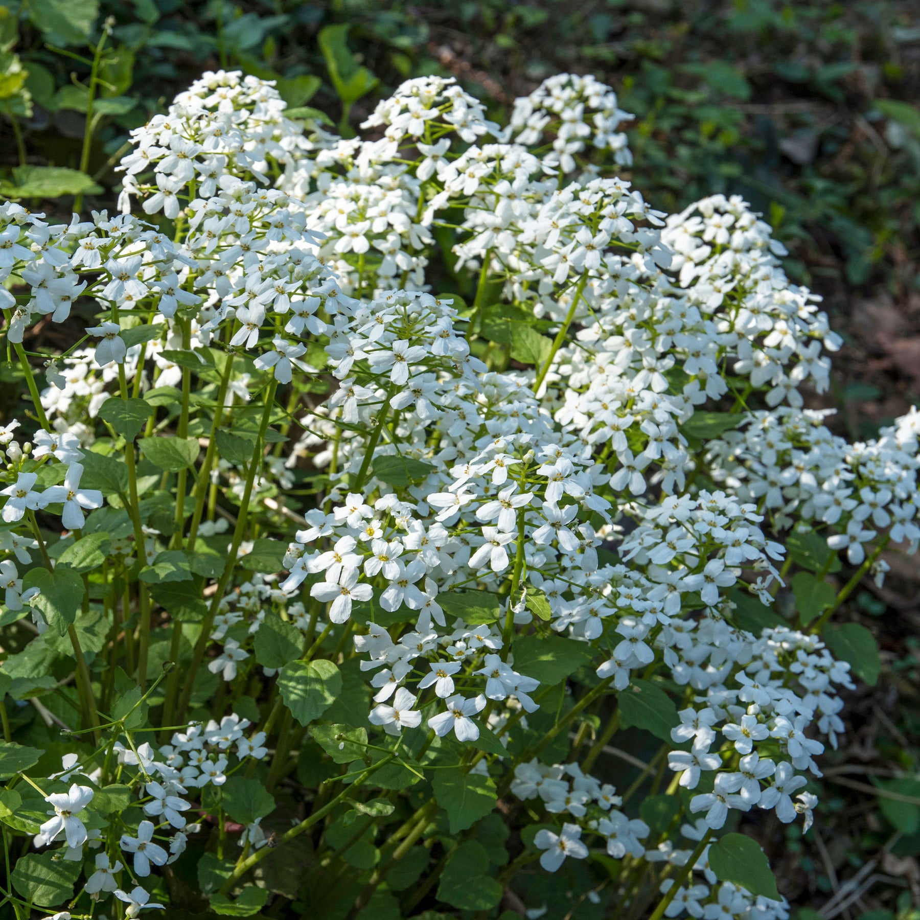 Monnaie du Pape à fleurs blanches - Willemse