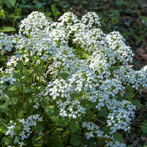 Monnaie du Pape à fleurs blanches - Willemse