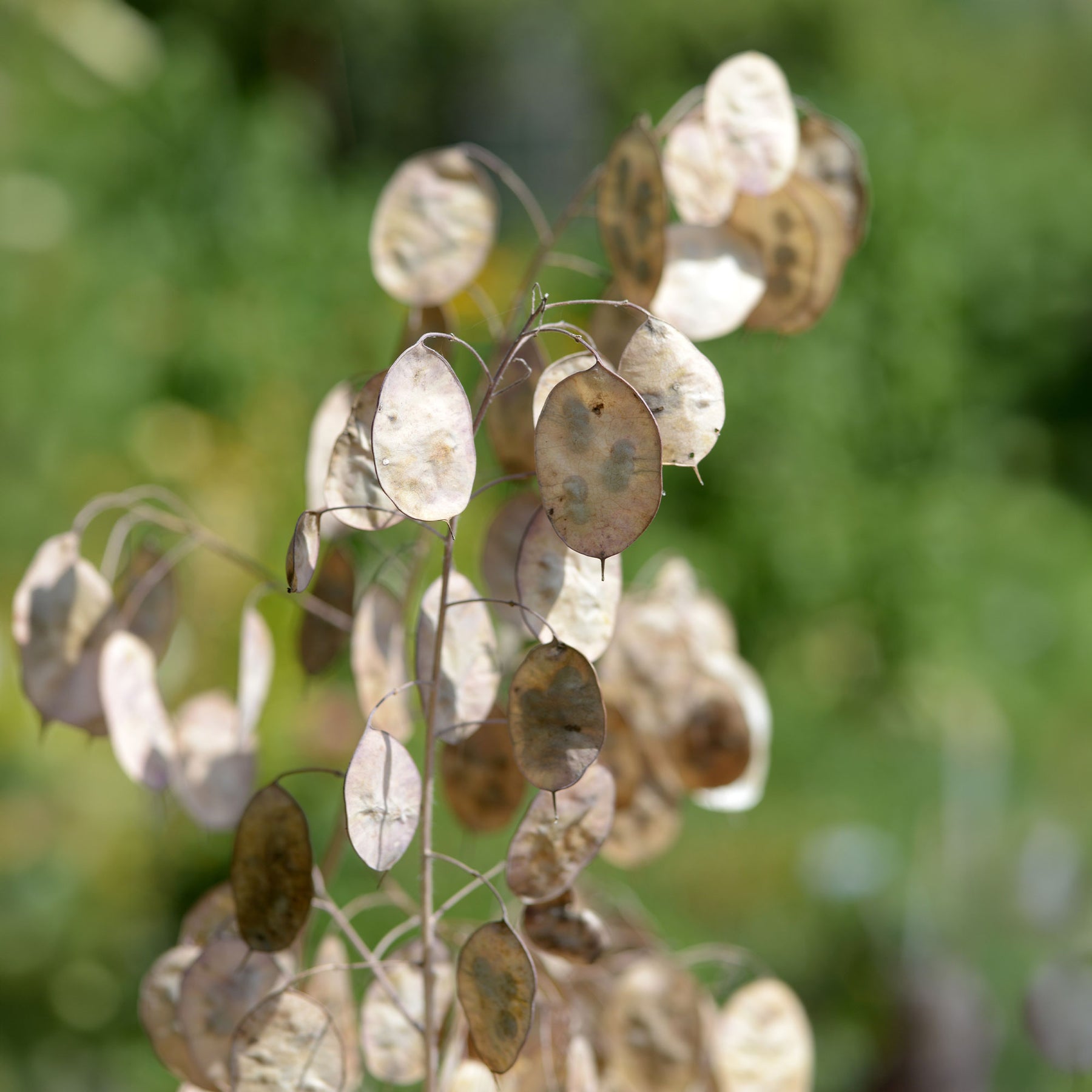 Monnaie du Pape à fleurs blanches - Lunaria annua albiflora - Willemse