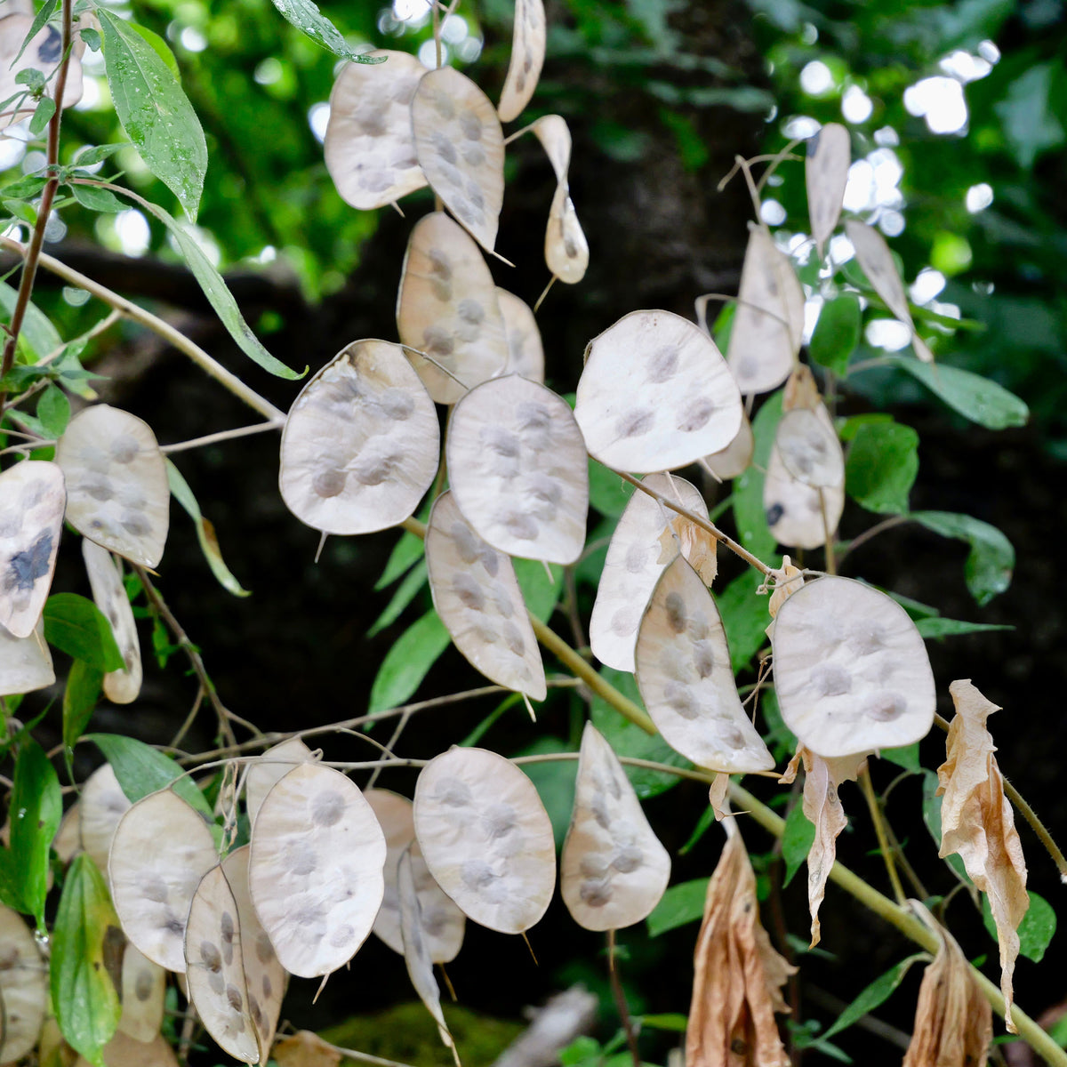 Monnaie du pape - Lunaria annua - Willemse