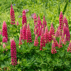 Lupin Gallery Red - Lupinus Gallery Red - Willemse