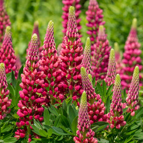 Lupinus Gallery Red - Lupin Gallery Red - Lupin