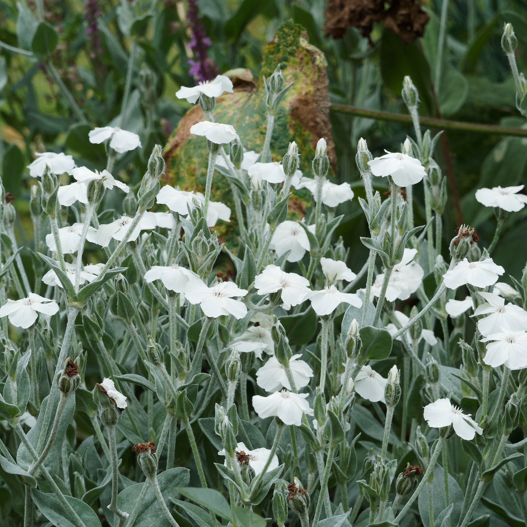 Lychnis coronaria alba - Coquelourde des jardins blanches - Lychnis - Coquelourdes