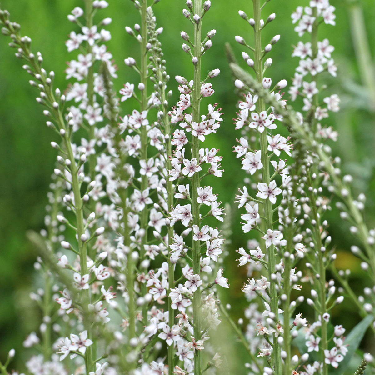 Lysimaque ephémère - Willemse
