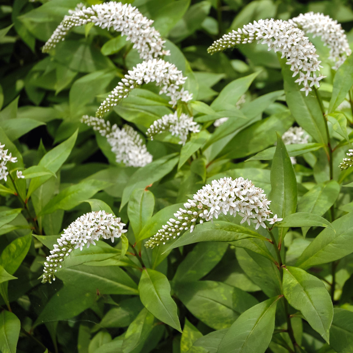 Lysimaque ephémère - Lysimachia ephemerum - Willemse