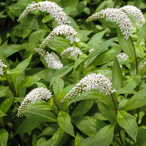Lysimaque ephémère - Lysimachia ephemerum - Willemse