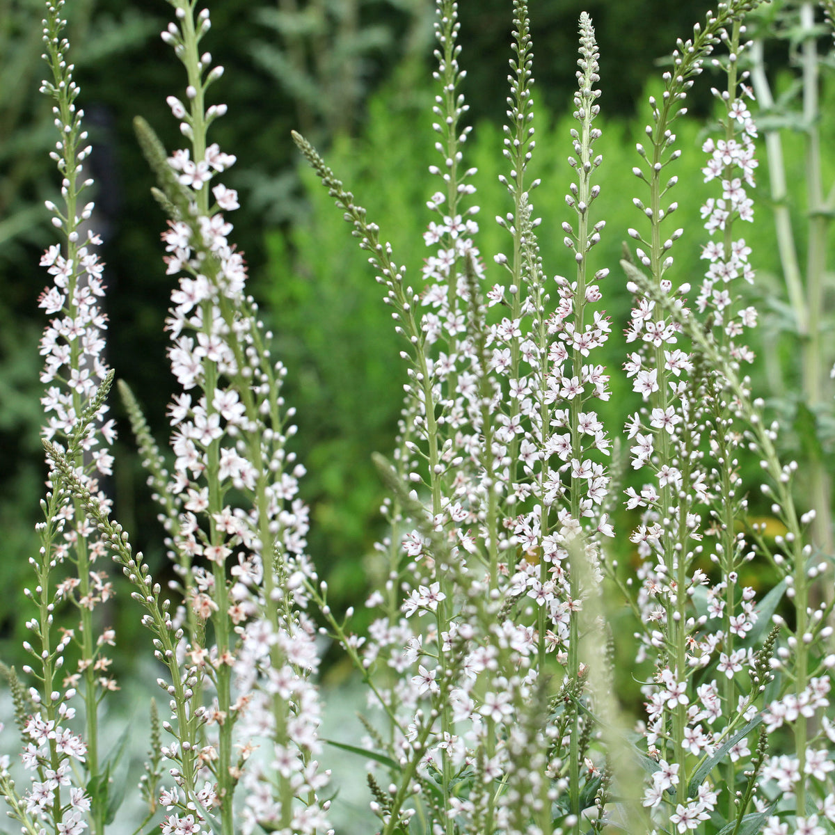 Lysimaque ephémère - Lysimachia ephemerum - Willemse