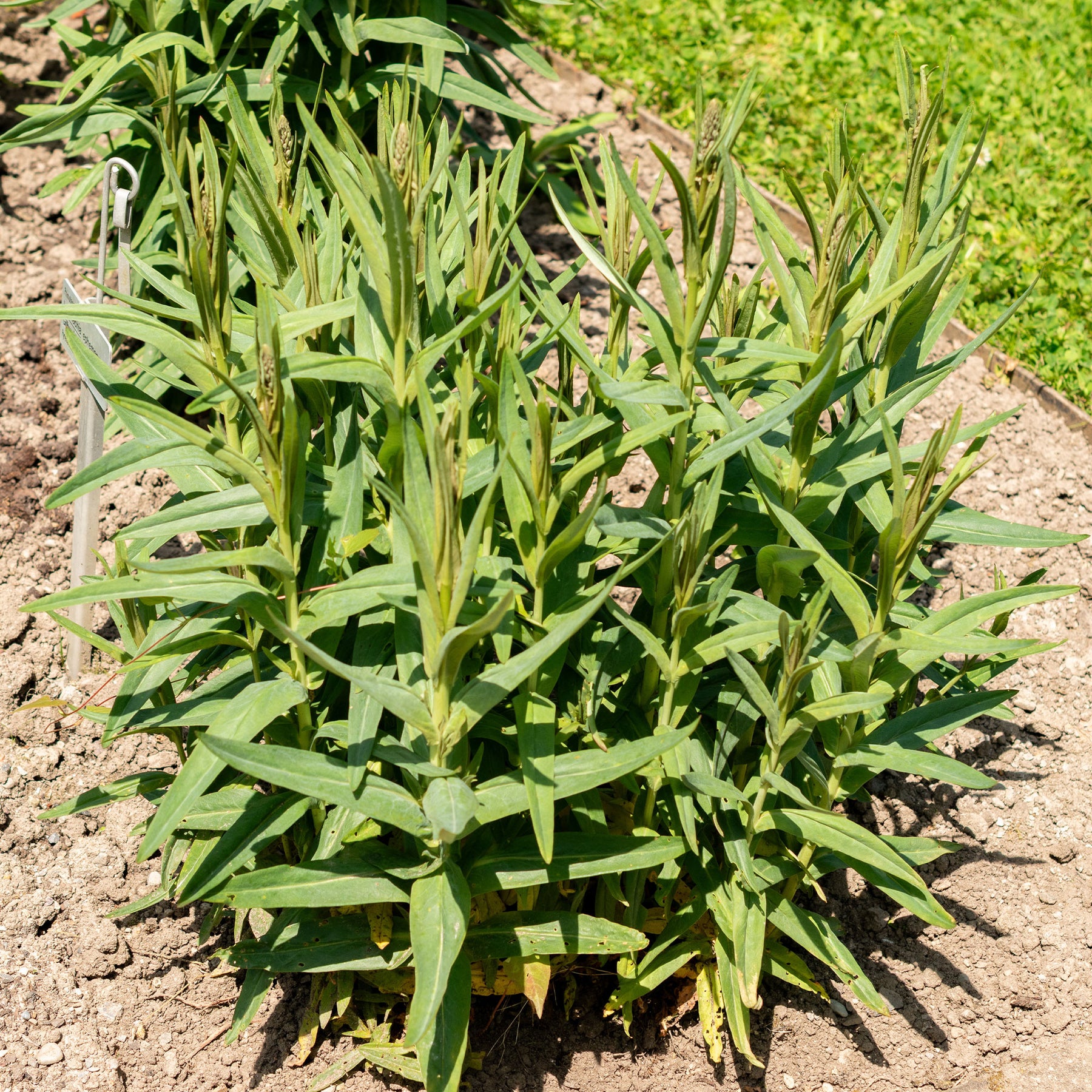 Lysimaque - Lysimaque ephémère - Lysimachia ephemerum