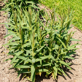 Lysimaque - Lysimaque ephémère - Lysimachia ephemerum