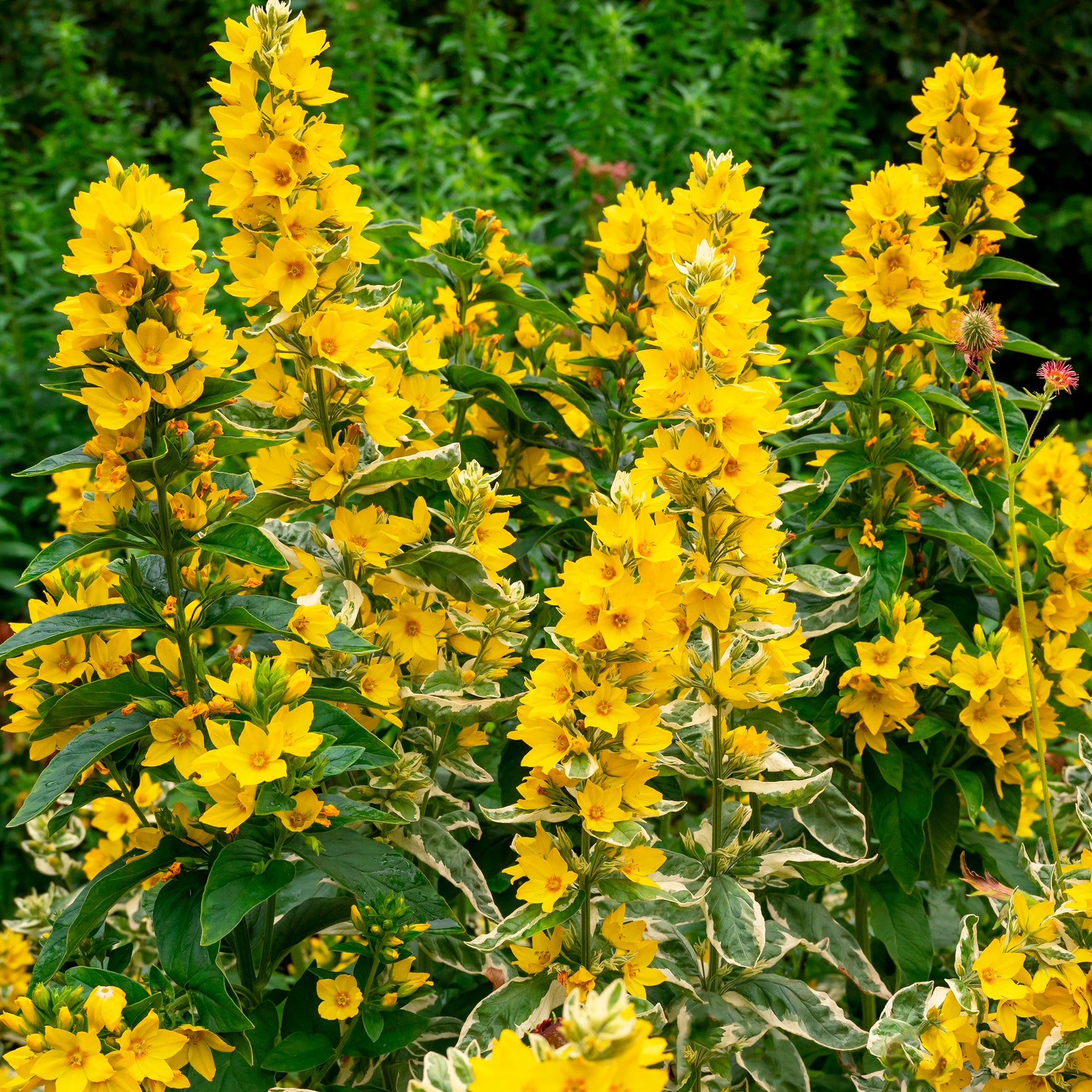Lysimaque - Lysimaque ponctuée Alexander - Lysimachia punctata Alexander