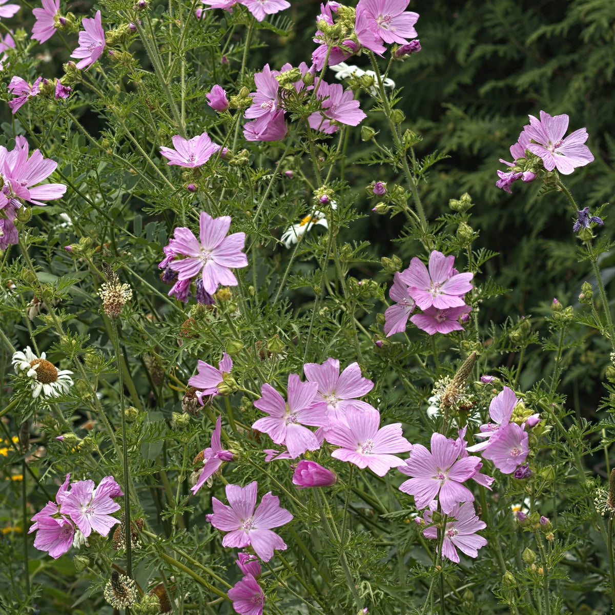 Mauve musquée Rosea - Malva moschata Rosea - Willemse