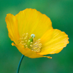 Meconopsis cambrica - Pavot du Pays de Galles - Pavot d'Orient