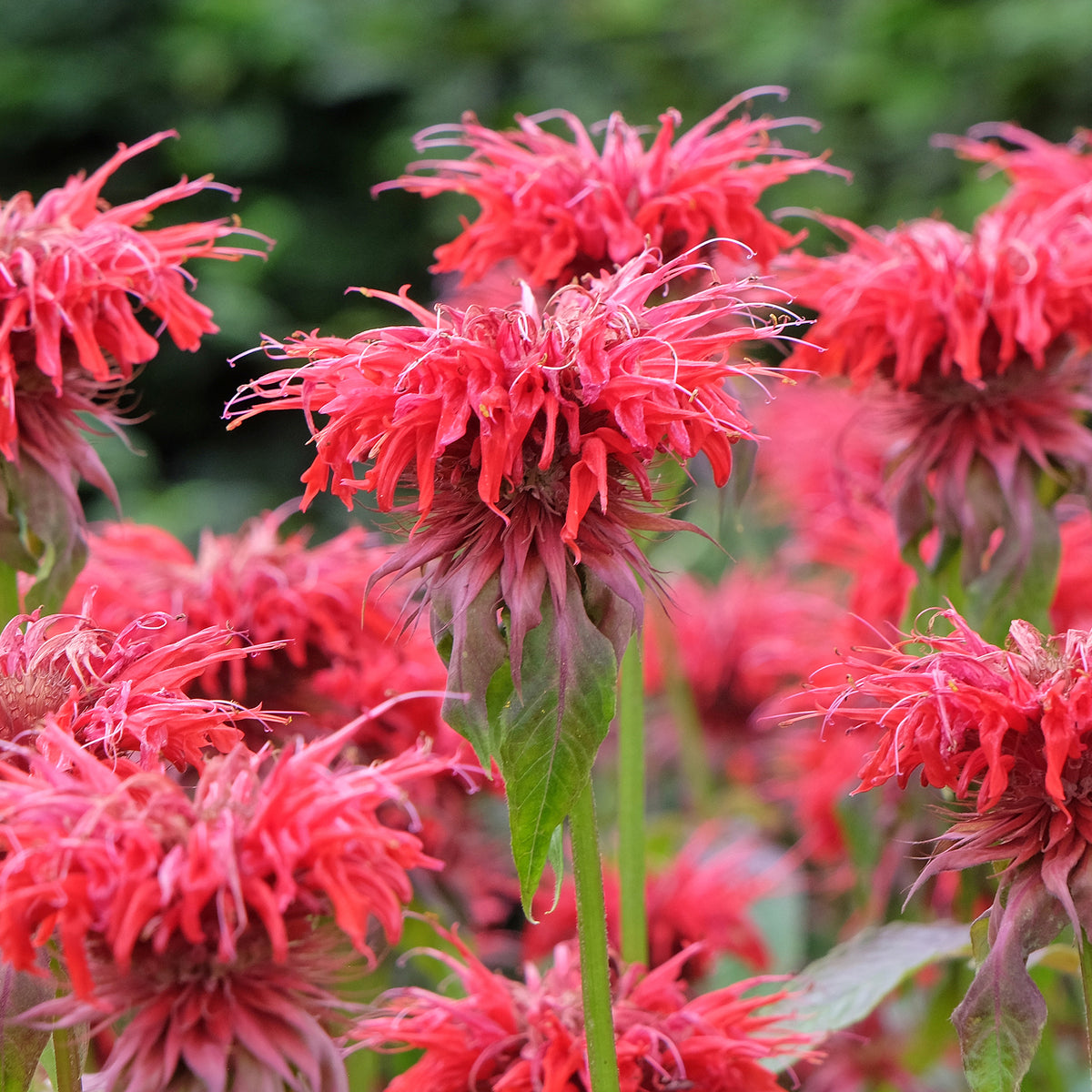 Monarde Cambridge Scarlet