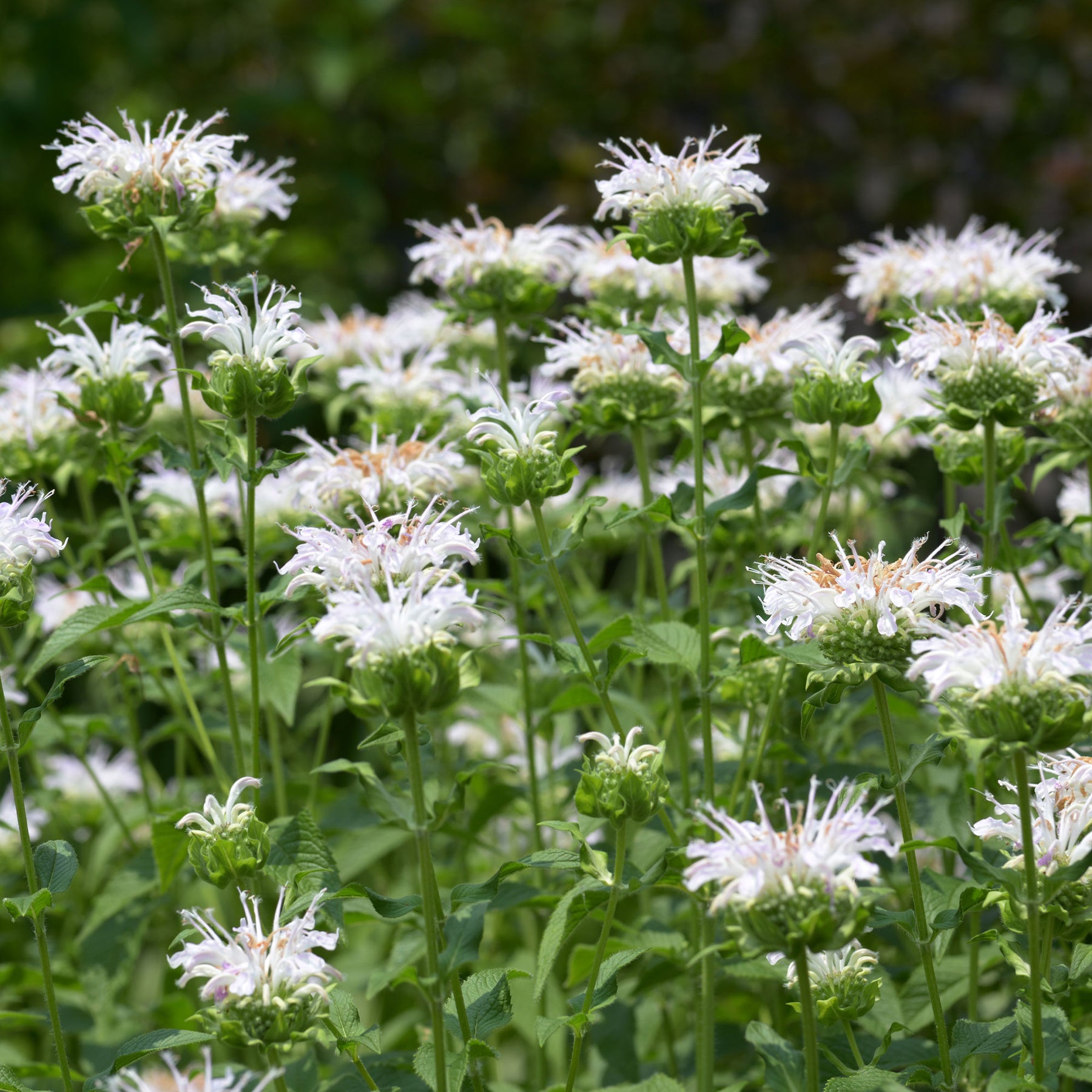 Monarde Schneewittchen - Monarda schneewittchen - Willemse