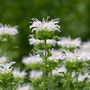 Monarda schneewittchen - Monarde Schneewittchen - Monarde
