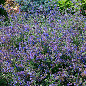 Nepeta - Chataires - Nepeta faassenii - Willemse