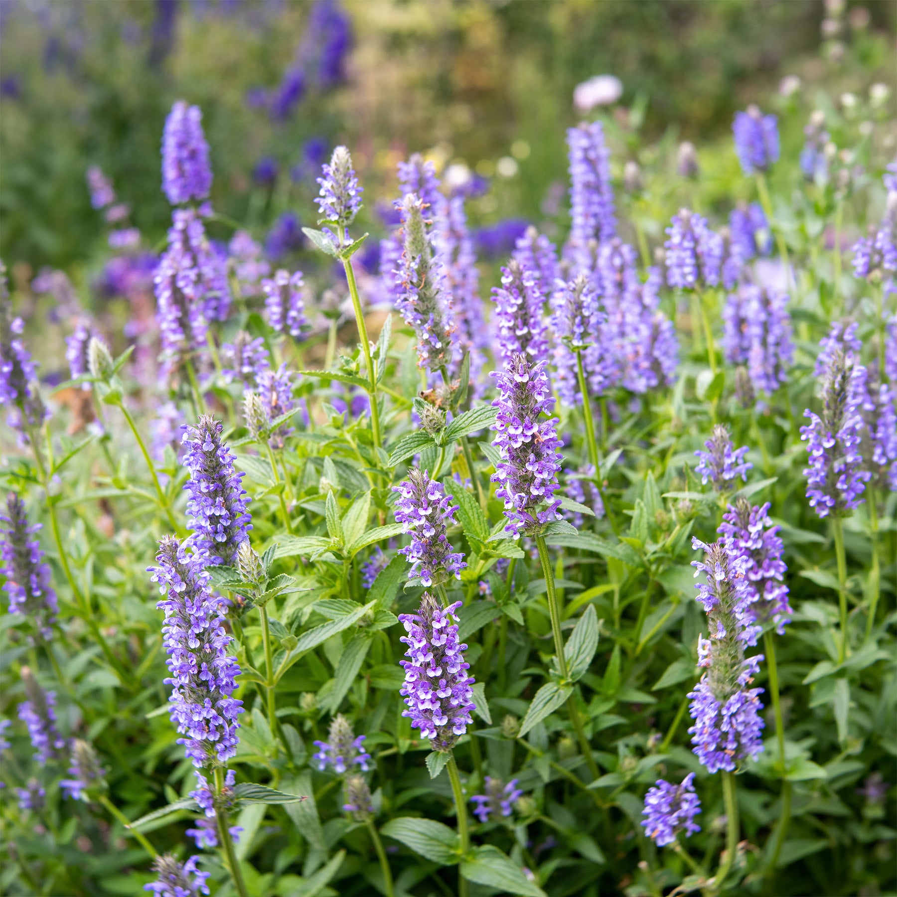 Nepeta nervurée - Willemse