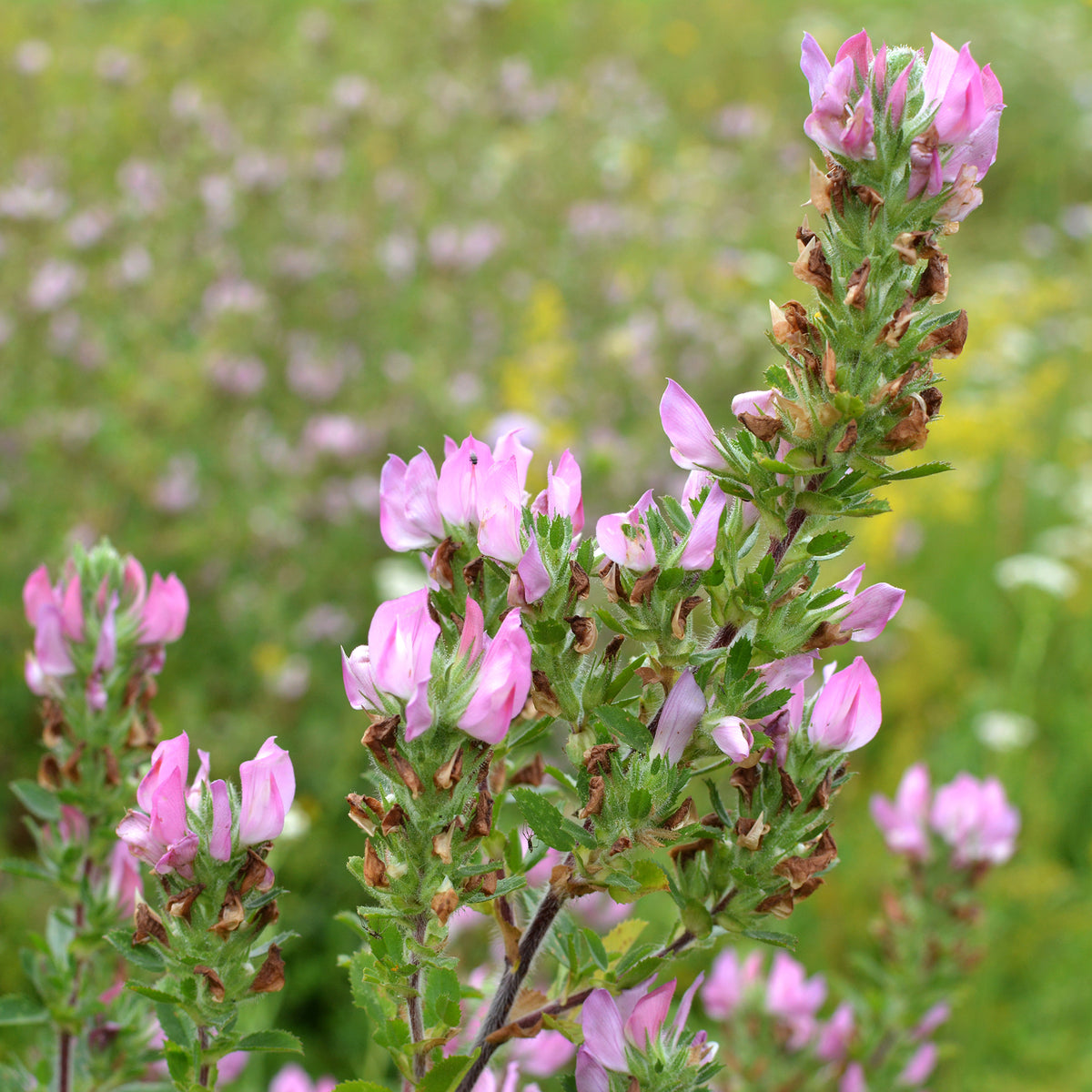 Bugrane épineuse - Ononis spinosa - Willemse