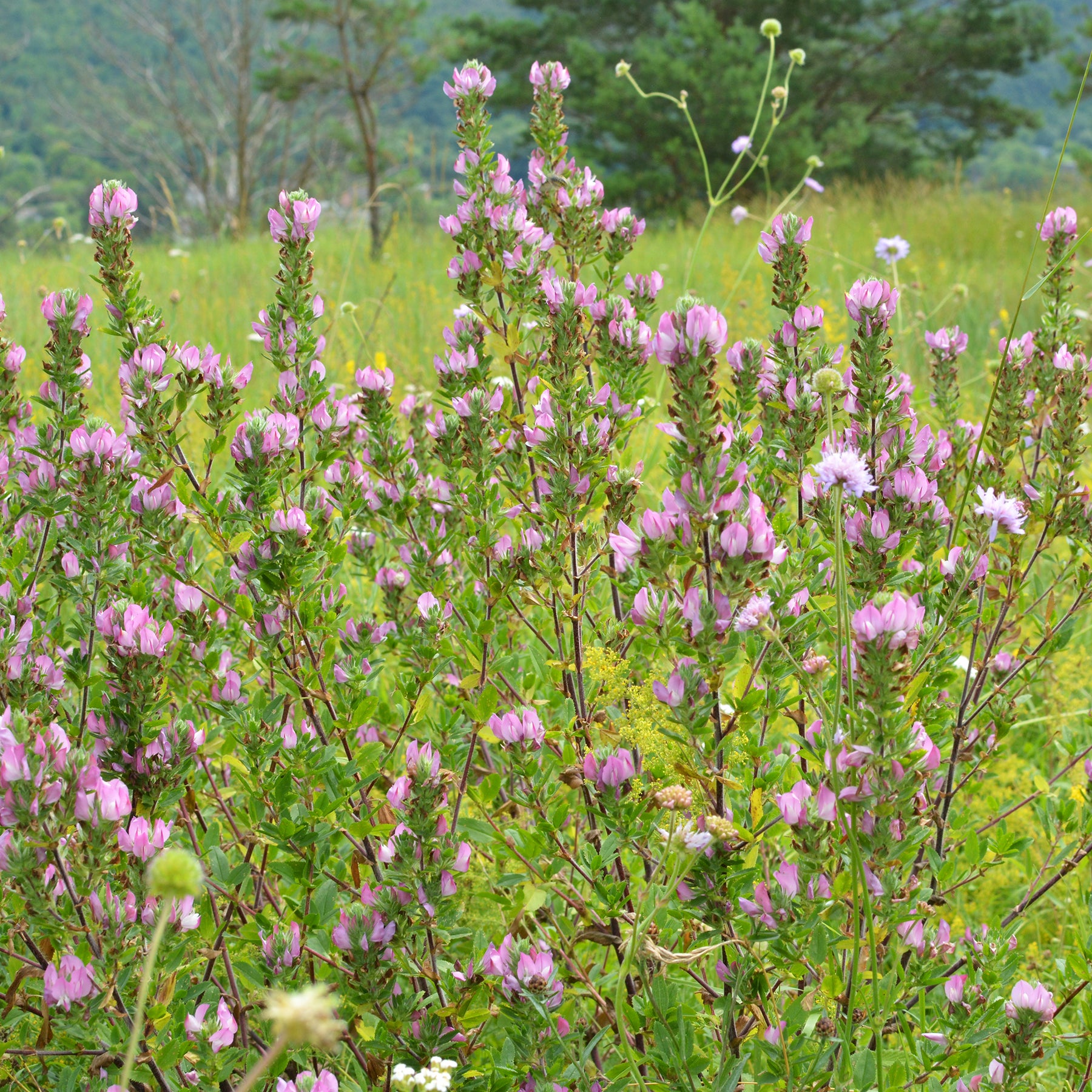Ononis spinosa - Bugrane épineuse - Fleurs vivaces