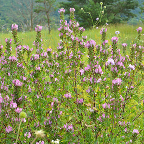 Ononis spinosa - Bugrane épineuse - Fleurs vivaces