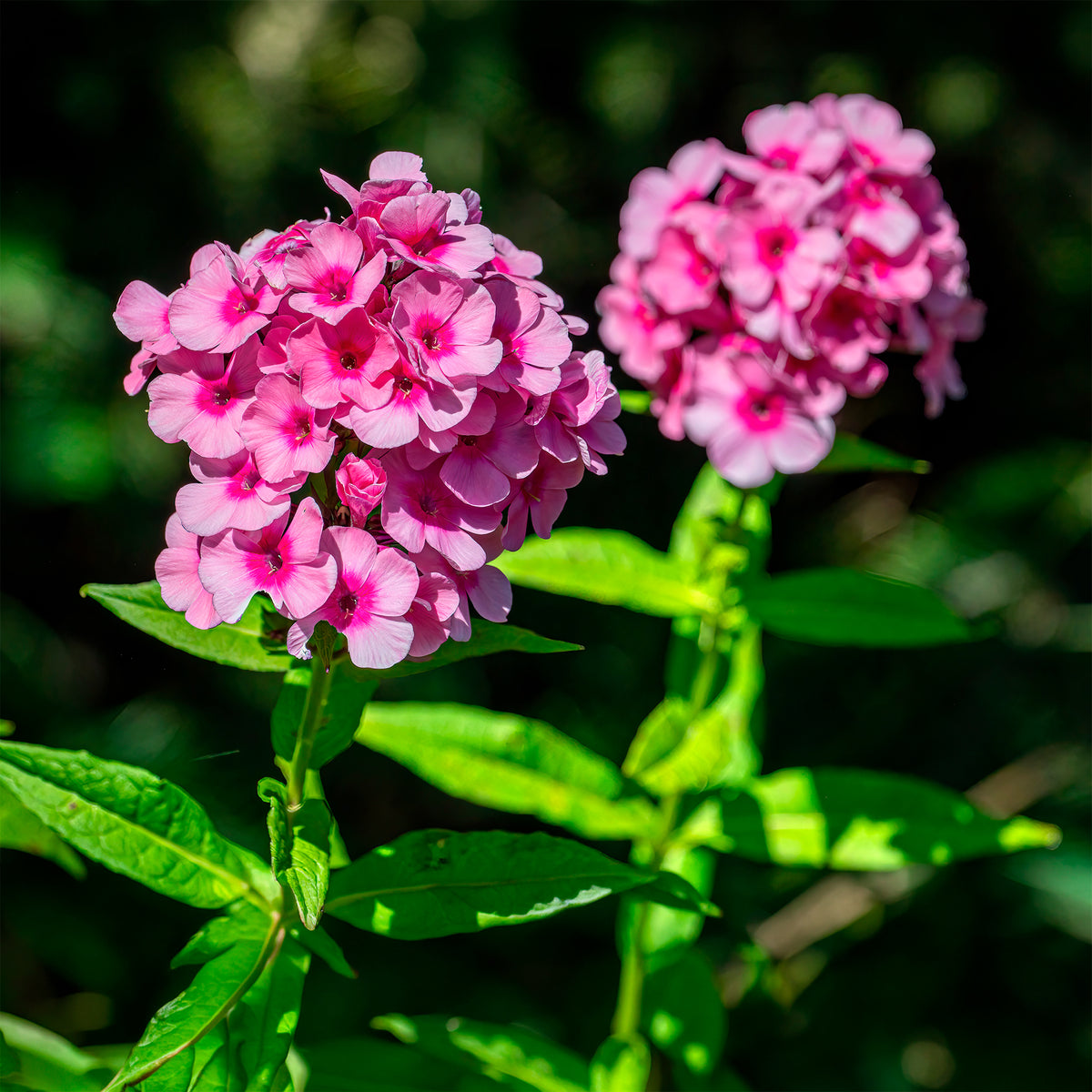 Phlox paniculé Eva Cullum - Phlox paniculata Eva Cullum - Willemse