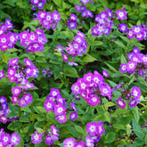 Phlox paniculé Uspech - Willemse