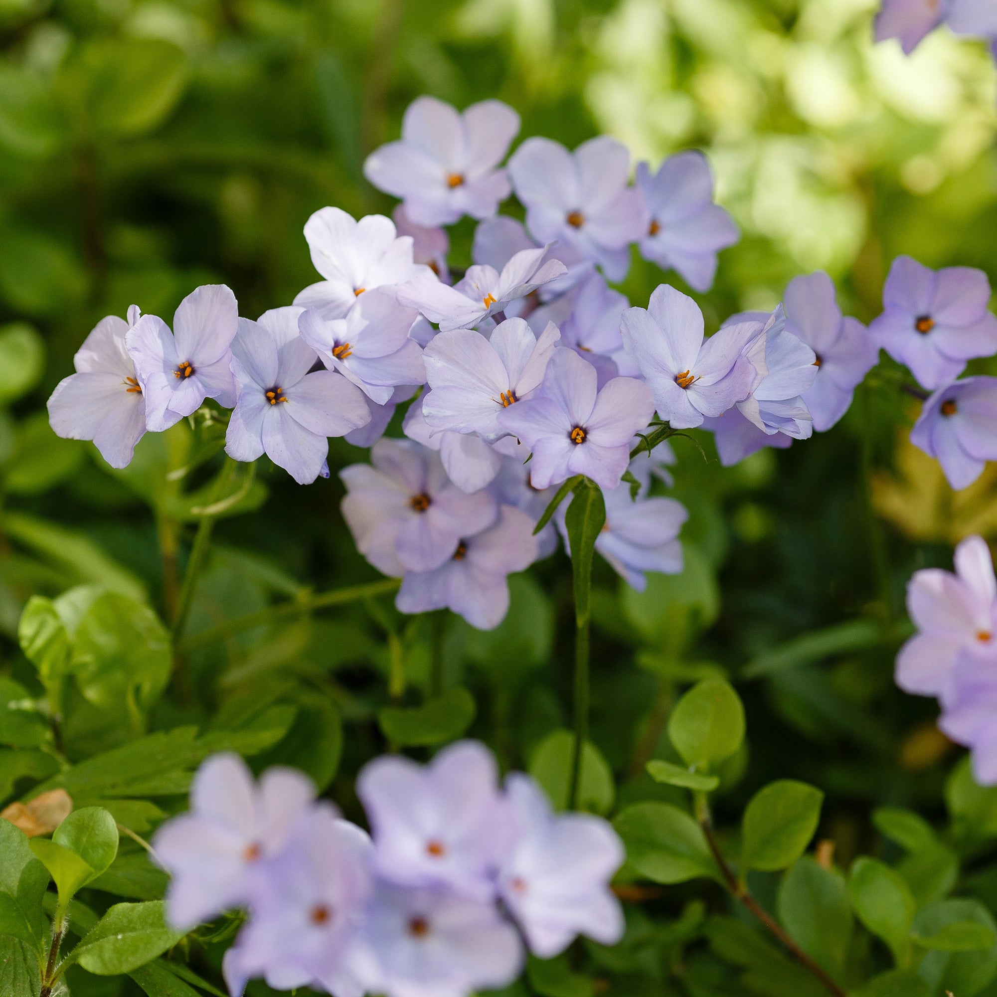 3 Phlox rampant Blue Ridge - Phlox stolonifera blue ridge