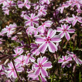 Phlox mousse Candy Stripes - Willemse