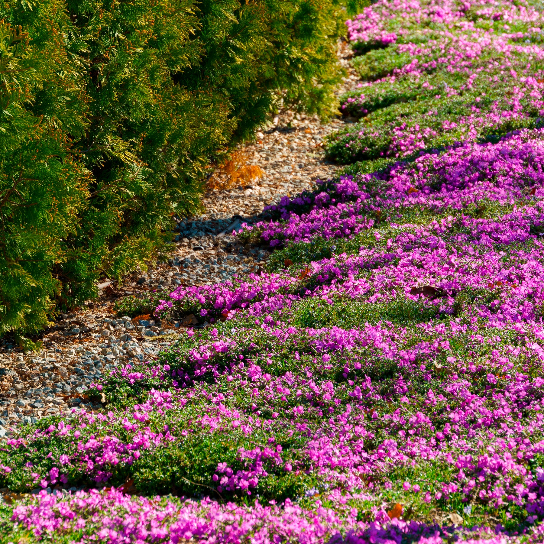 Phlox mousse McDaniel's Cushion - Willemse