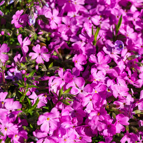 Collections de vivaces - 4 vivaces couvre-sol pour rocaille - Sedum acre, Phlox subulata McDaniel's Cushion