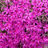 Phlox mousse Scarlet Flame - Willemse