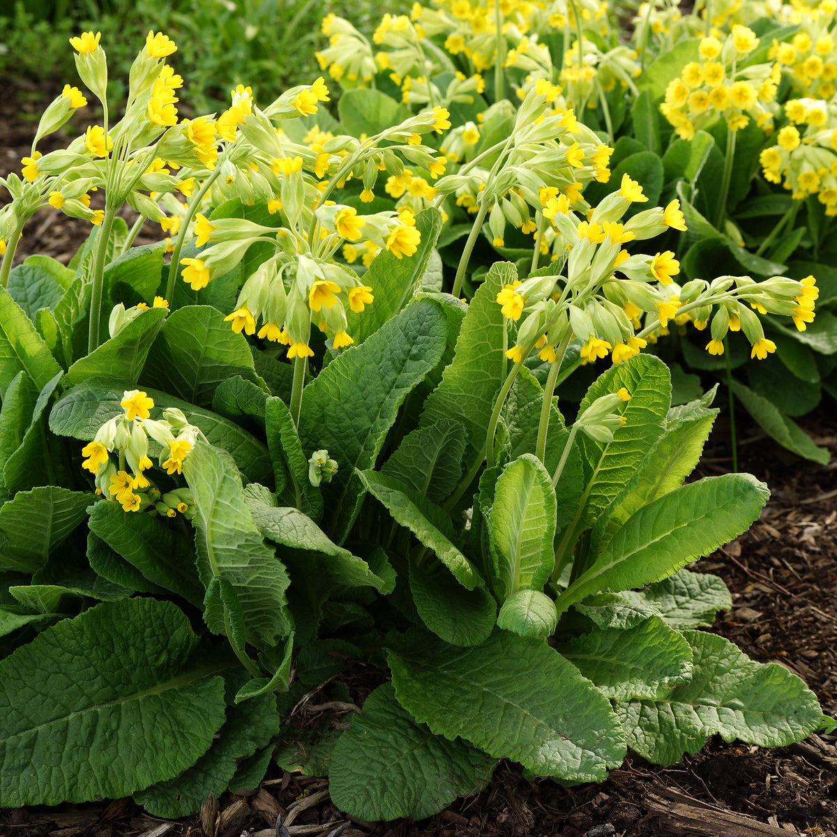 Primevère officinale Coucou - Primula veris - Willemse