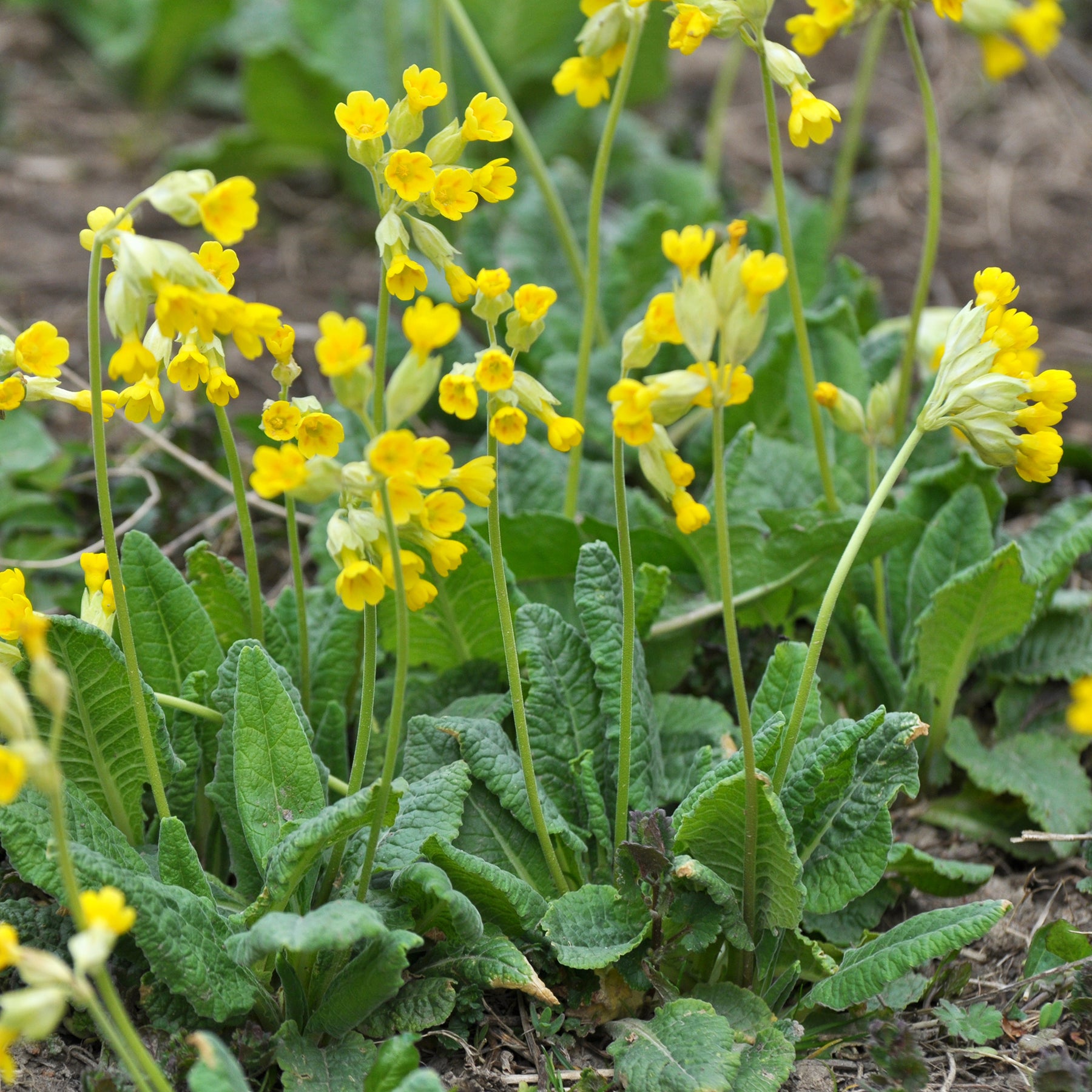Primula veris - Primevère officinale Coucou - Primevère