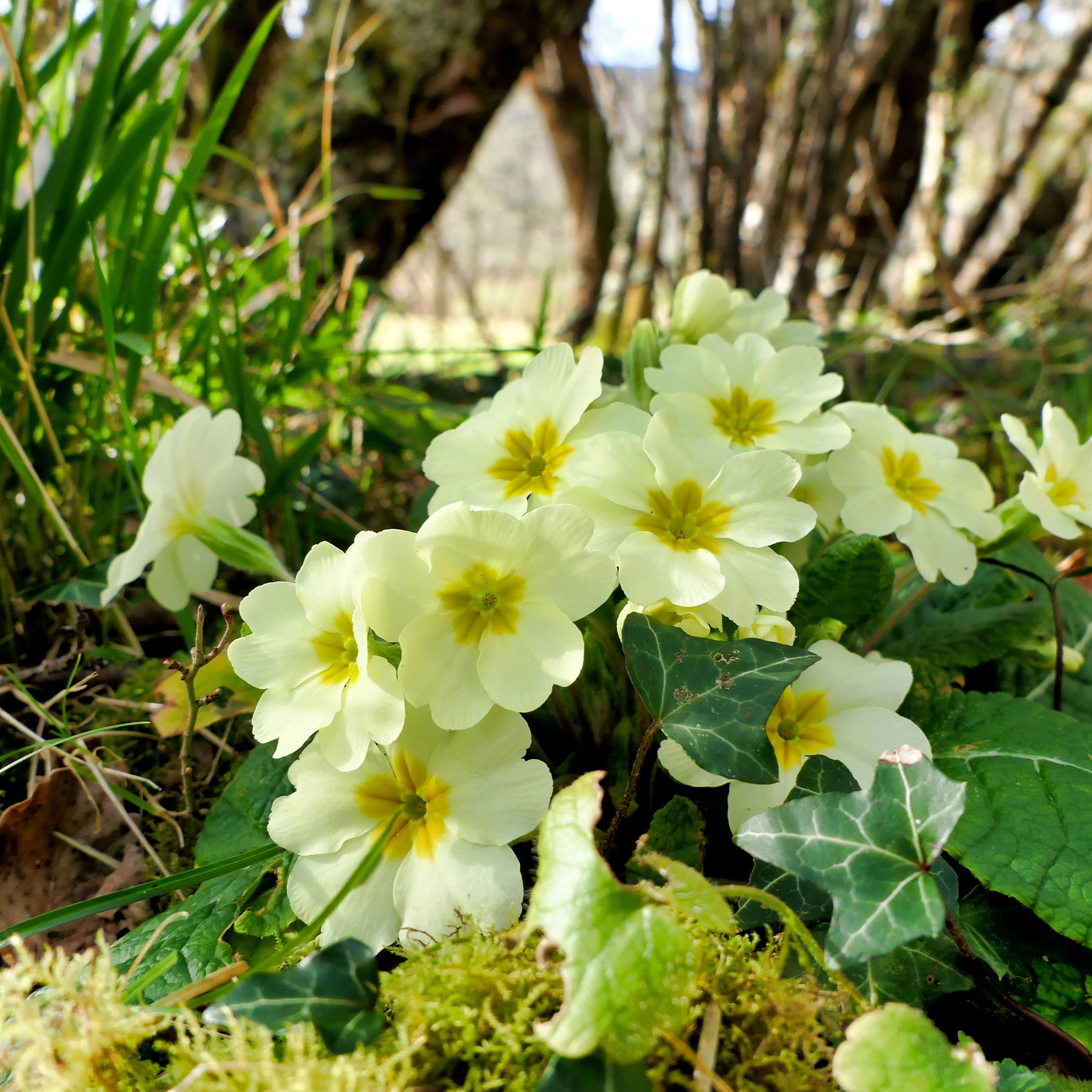 Primevère des jardins - Primula vulgaris - Willemse