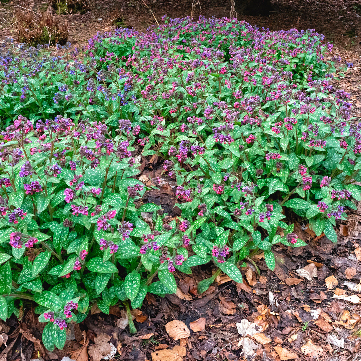 Pulmonaire officinale - Pulmonaria officinalis - Willemse