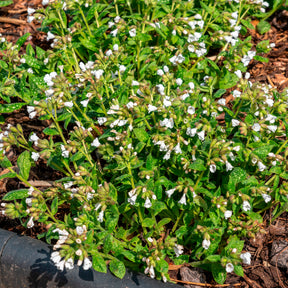Pulmonaire officinale Sissinghurst White - Willemse