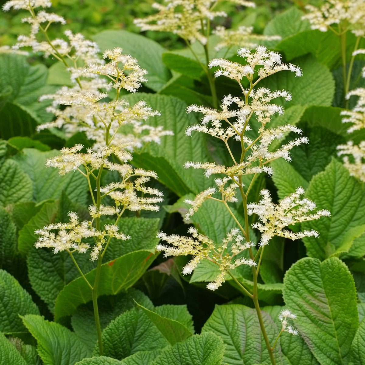 Rodgersia à feuilles de marronnier - Willemse