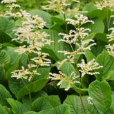 Rodgersia à feuilles de marronnier - Willemse