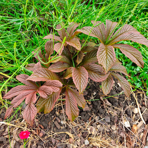 Rodgersia Bronze Peacock - Rodgersia Bronze Peacock - Rodgersia